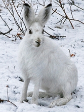 Заяц-беляк. Фото А.А. Антипенко